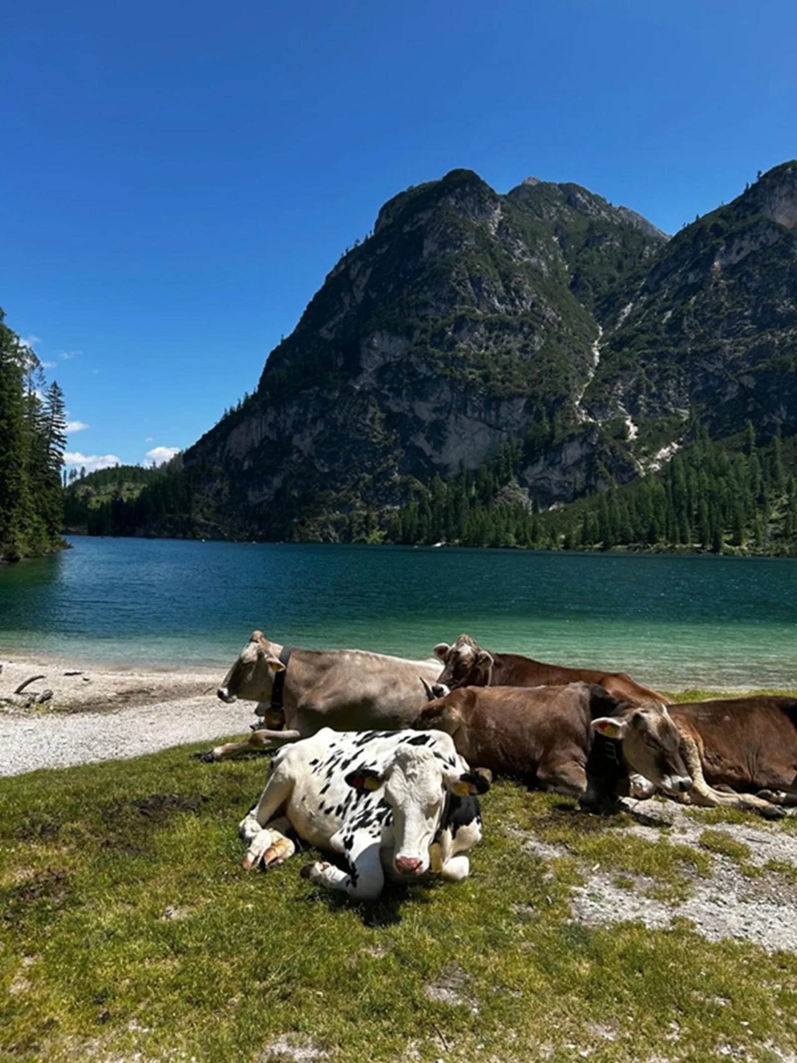 Cattle resting on the grassy shore of Lake Braies with the dark forested ridge behind
