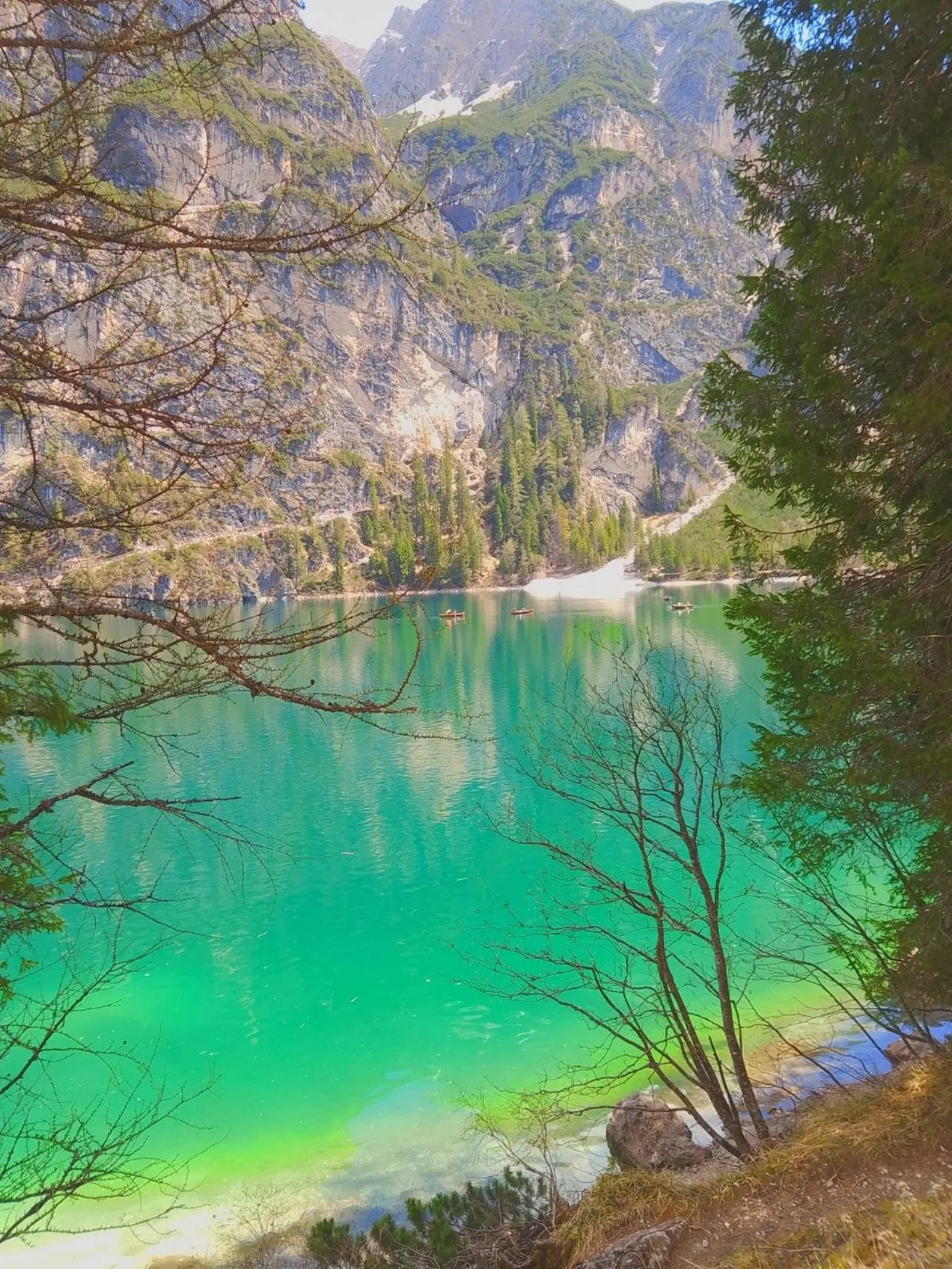 Bright green shallows of Lake Braies with bare larch branches in the foreground