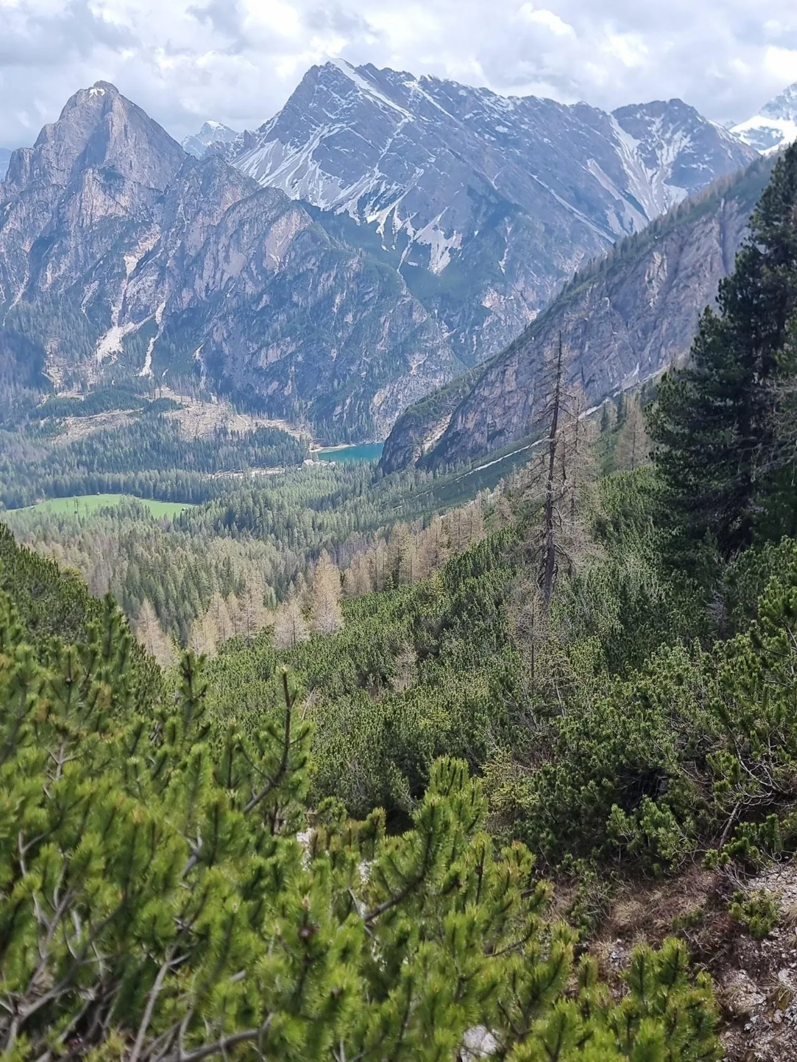 Pine-covered slopes falling away to a Dolomites valley with rock peaks on the skyline