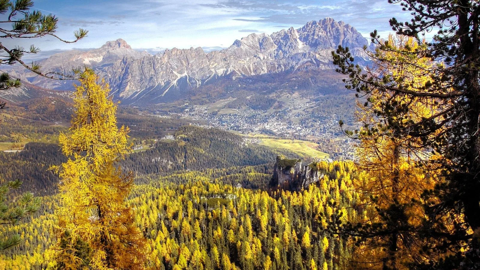 Brilliant golden larches above the Cortina valley in autumn with the Cristallo massif behind